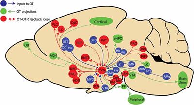 Oxytocinergic Feedback Circuitries: An Anatomical Basis for Neuromodulation of Social Behaviors